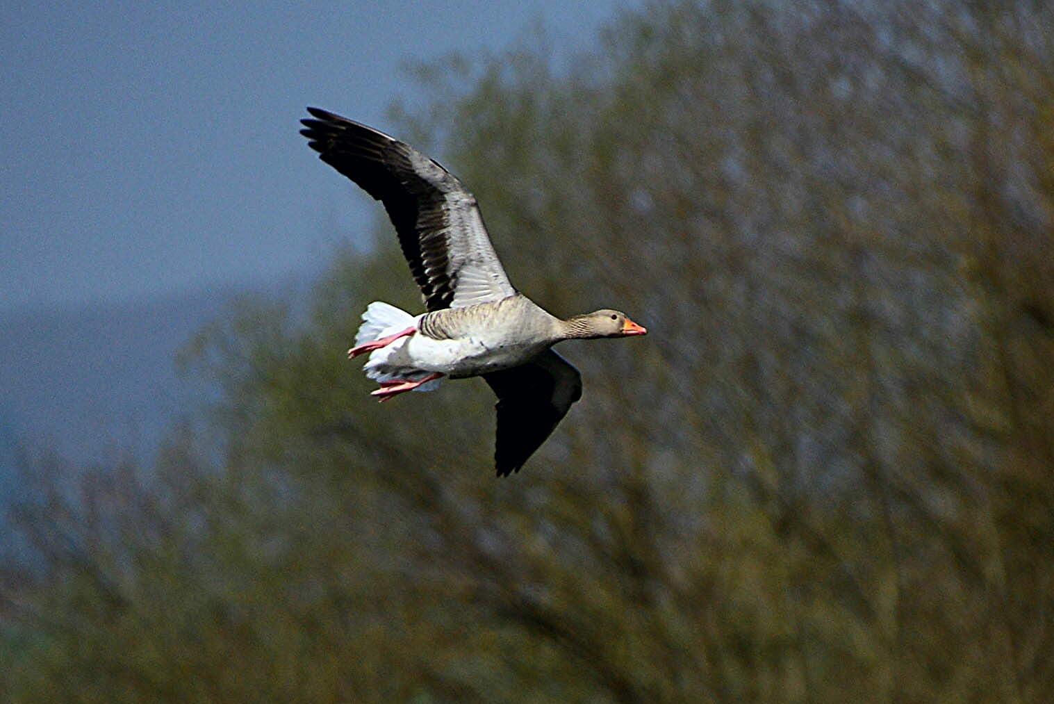 Der Superflieger