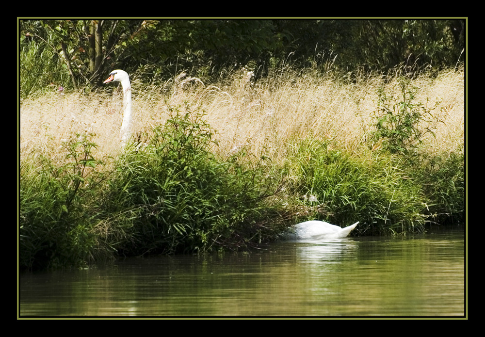 der SUPERSCHWAN von Plothen