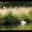 der SUPERSCHWAN von Plothen