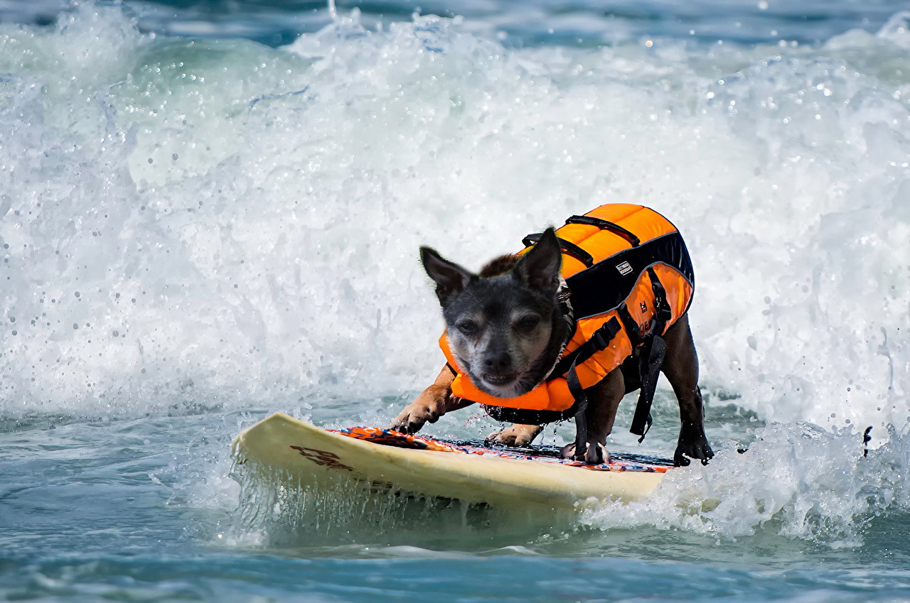 Der Surfer