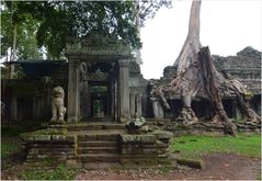 Der Ta Phrom Tempel ...