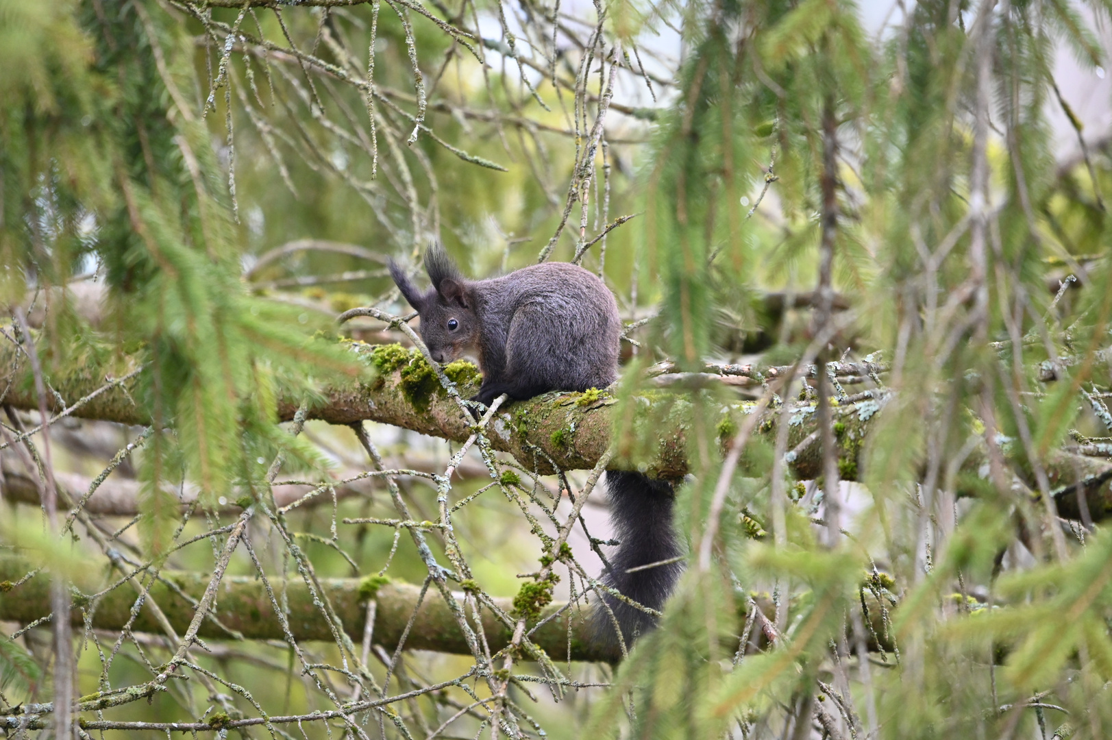 Der tägliche Besucher  