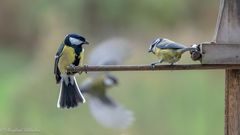 Der tägliche Kampf ums Futter ...