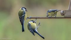 Der tägliche Kampf ums Futter ...