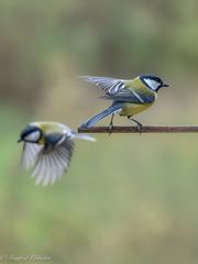 Der tägliche Kampf ums Futter ...