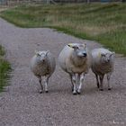 Der tägliche Nachmittagsspaziergang