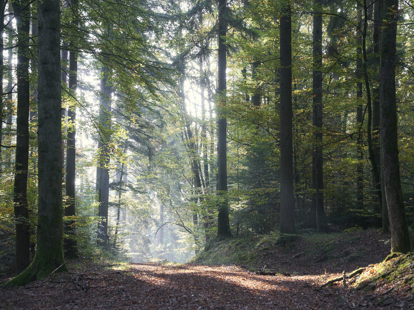 der tägliche Weg