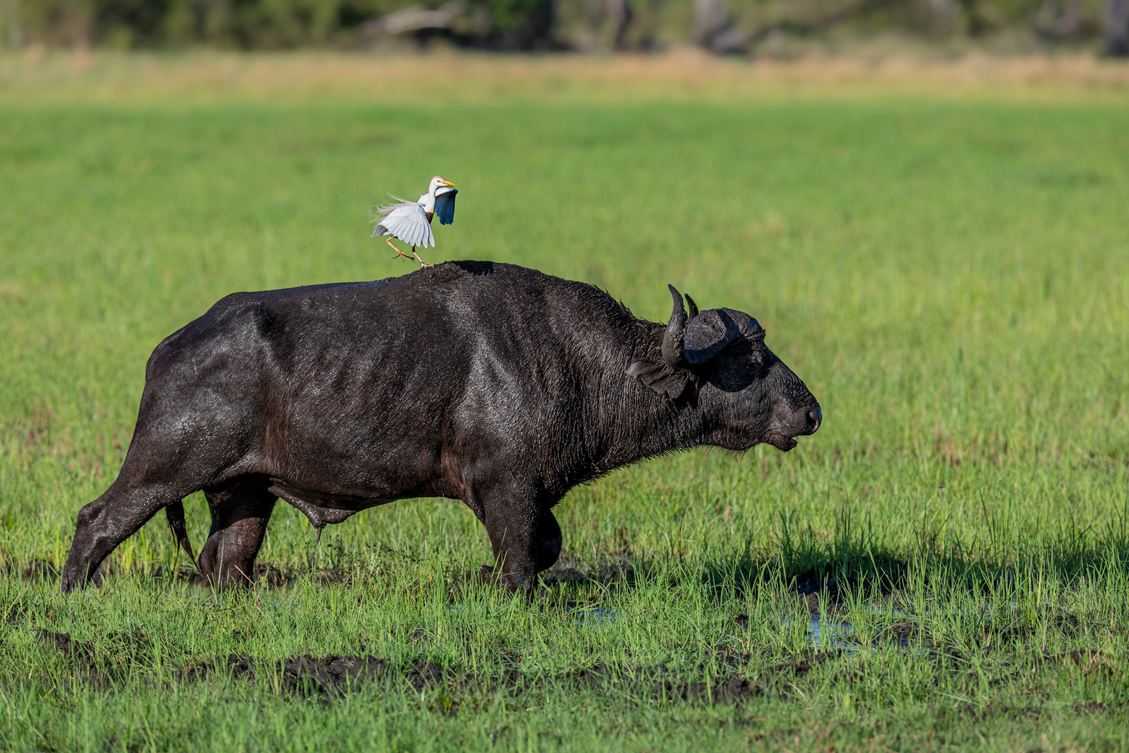 Der Tänzer