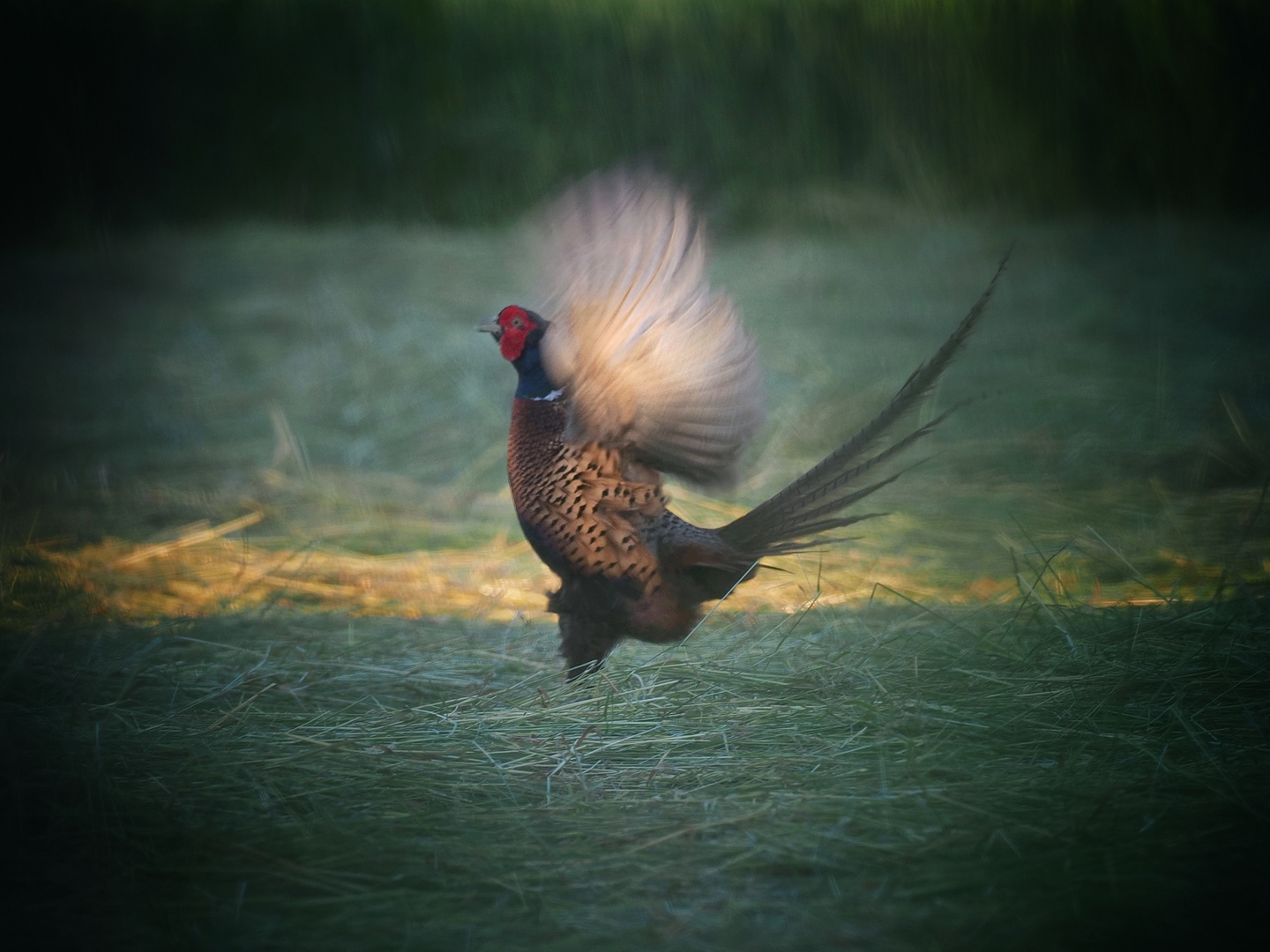 Der Tänzer