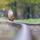 Der Tänzer auf den Schienen