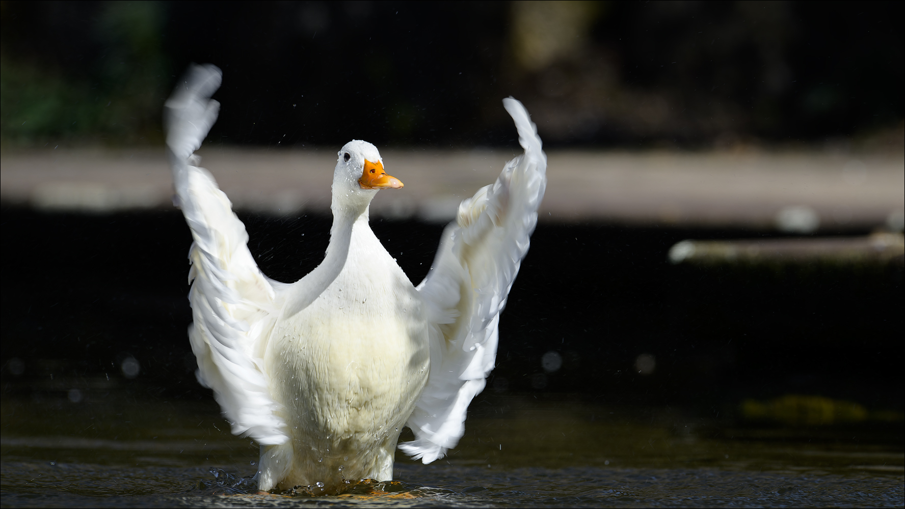 Der Täufer