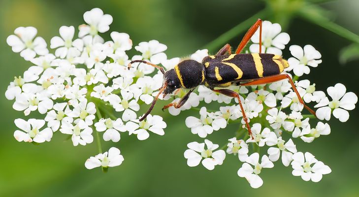 DER TÄUSCHUNGSKÜNSTLER DES WALDES