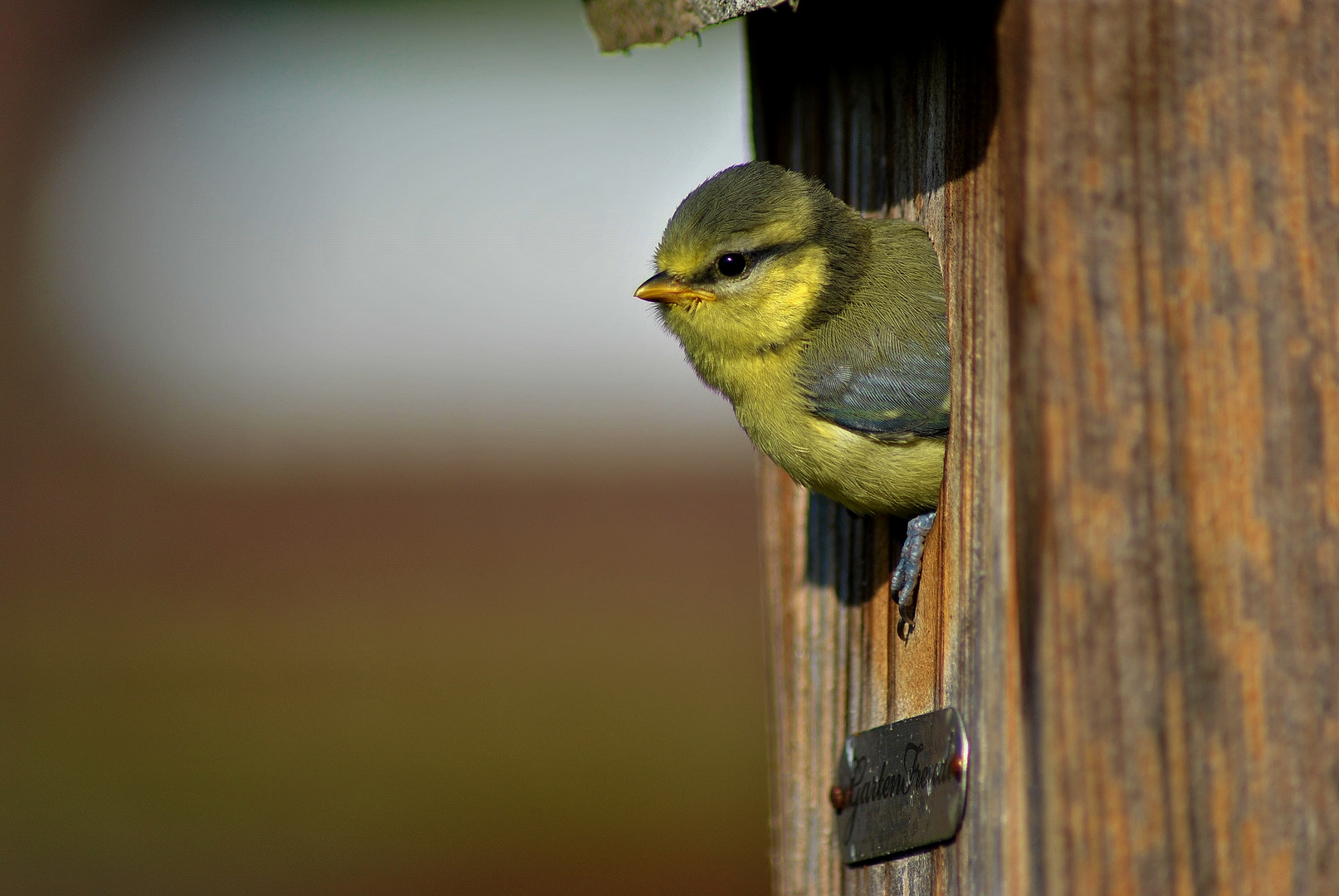 Der Tag an dem die Jungmeisen das Nest verließen