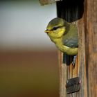 Der Tag an dem die Jungmeisen das Nest verließen