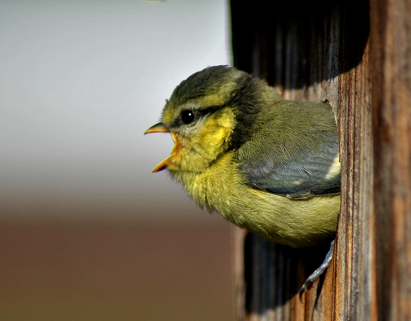 Der Tag an dem die Jungmeisen ihr Nest verließen