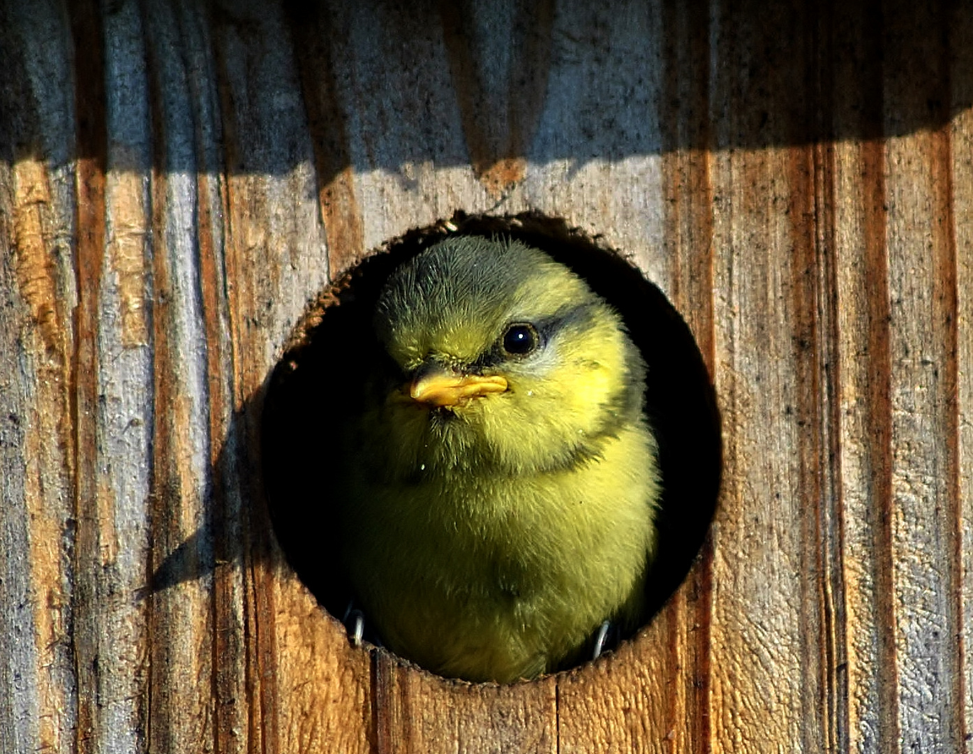 Der Tag an dem die Jungmeisen ihr Nest verließen I