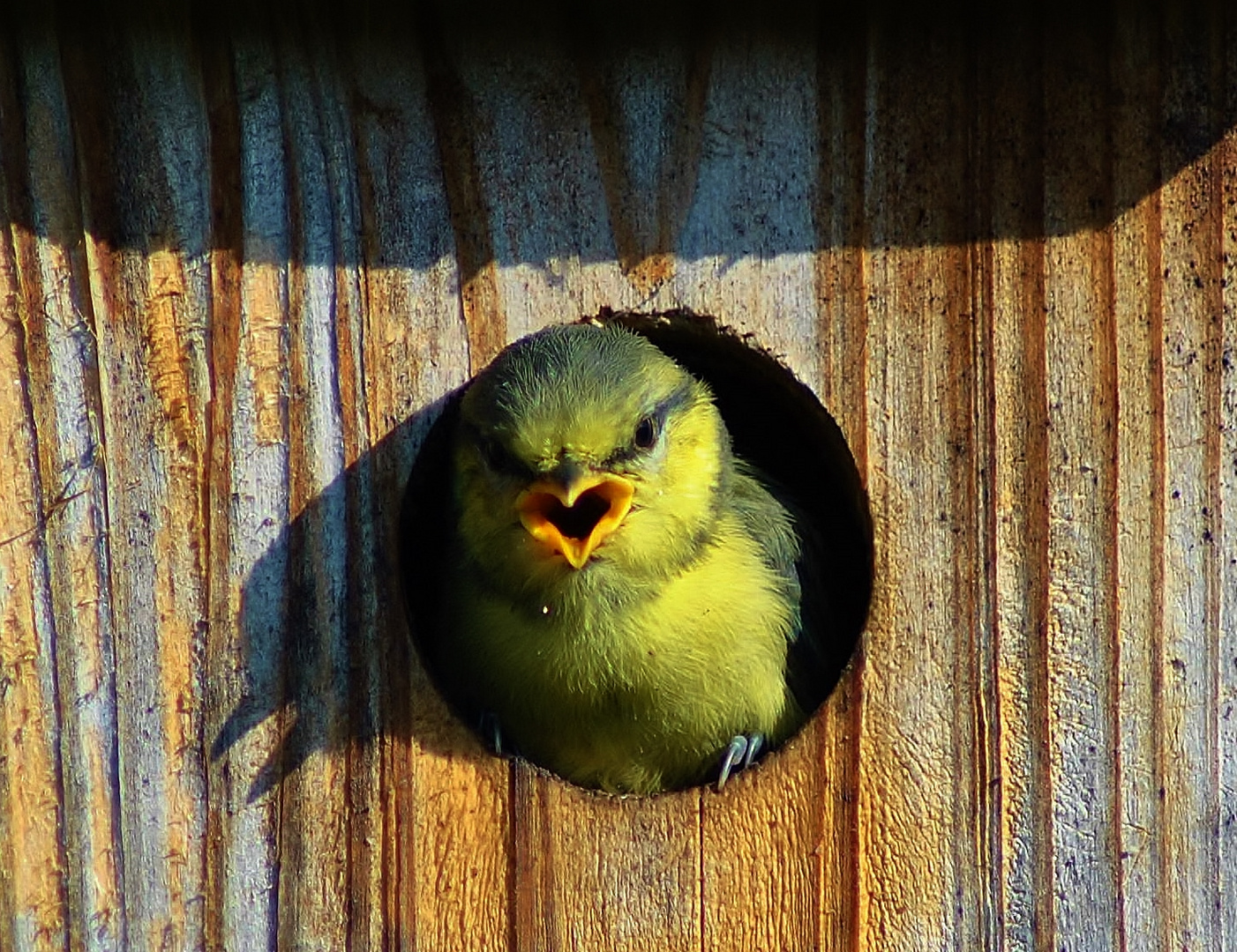 Der Tag an dem die Jungmeisen ihr Nest verließen II