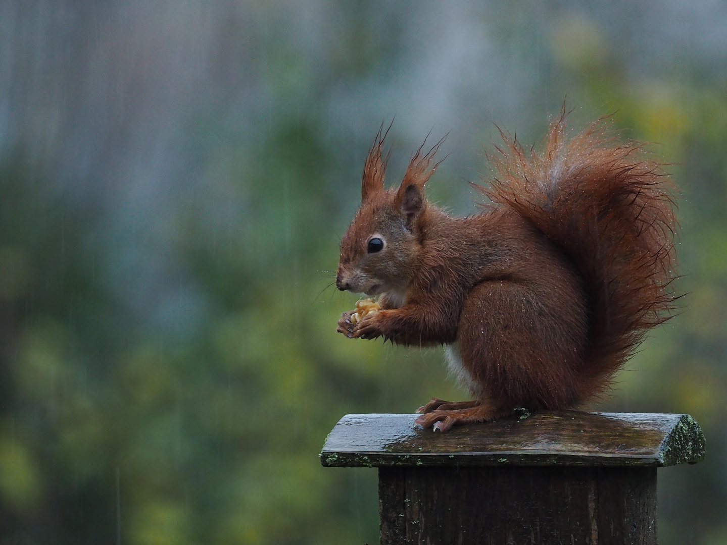 Der Tag begann..... Foto & Bild tiere, wildlife, säugetiere Bilder