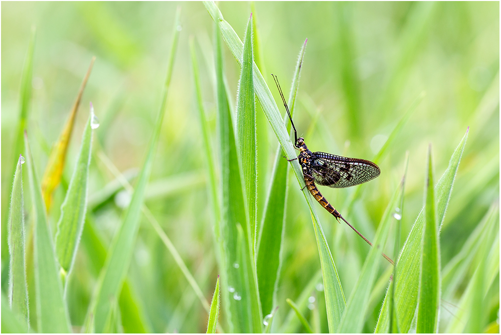 Der Tag der Eintagsfliegen...