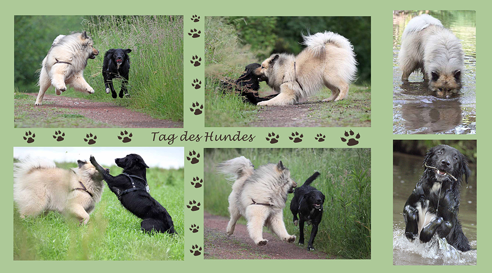 der Tag des Hundes