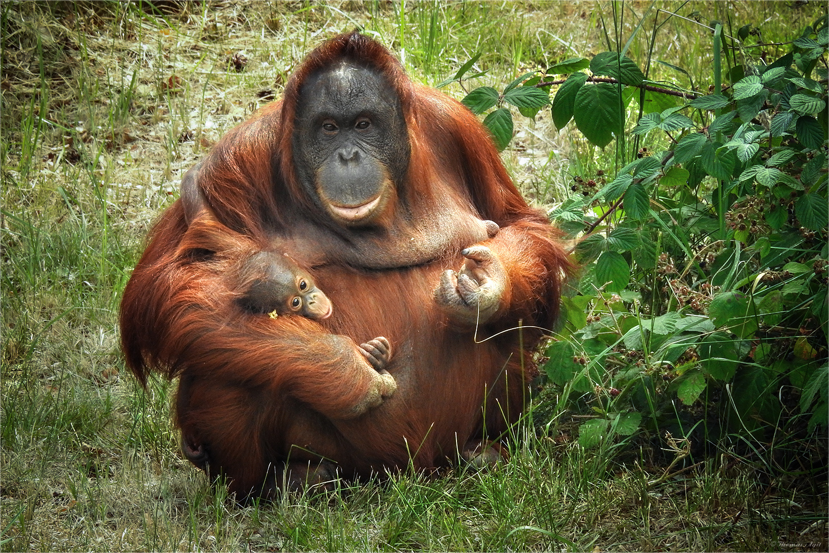 Der Tag des Orang Utan...