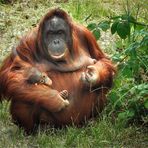 Der Tag des Orang Utan...