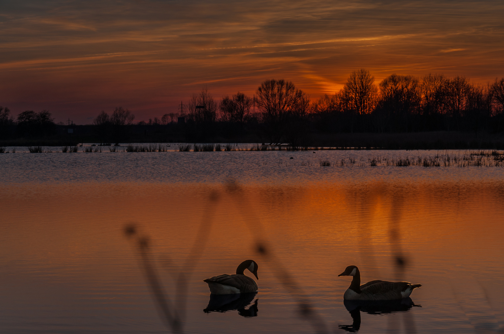 Der Tag geht, die Kanada Gänse kommen....