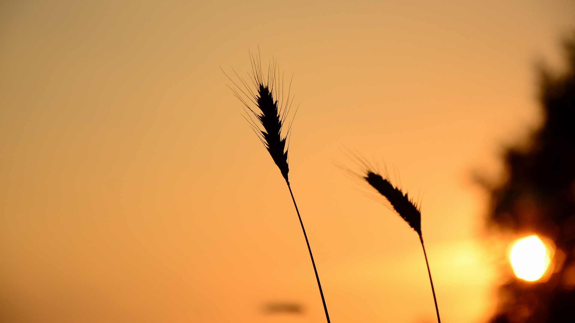 Der Tag geht...die Ernte steht im Abendlicht