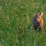 "Der Tag kommt ..... und auch das WILD"