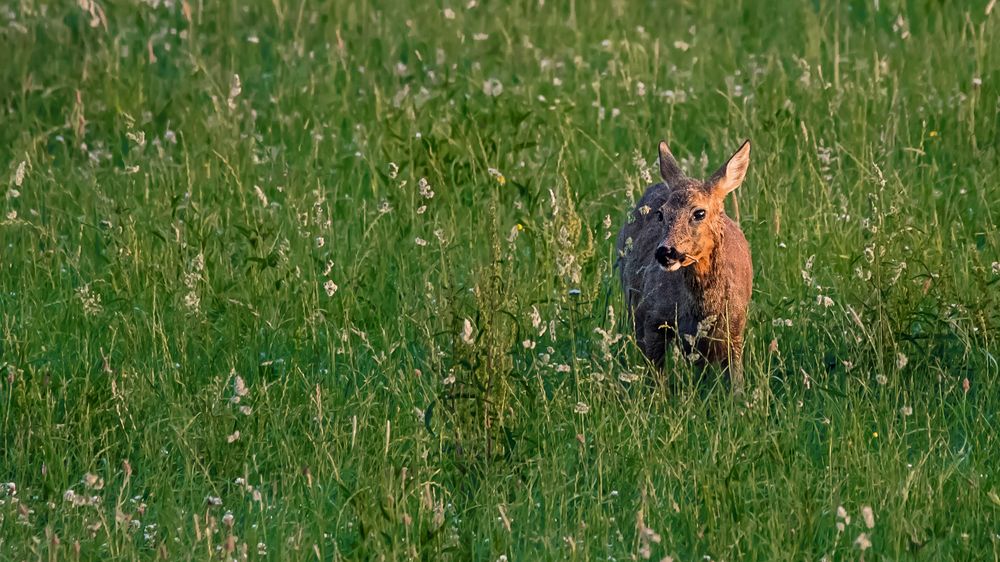 "Der Tag kommt ..... und auch das WILD"