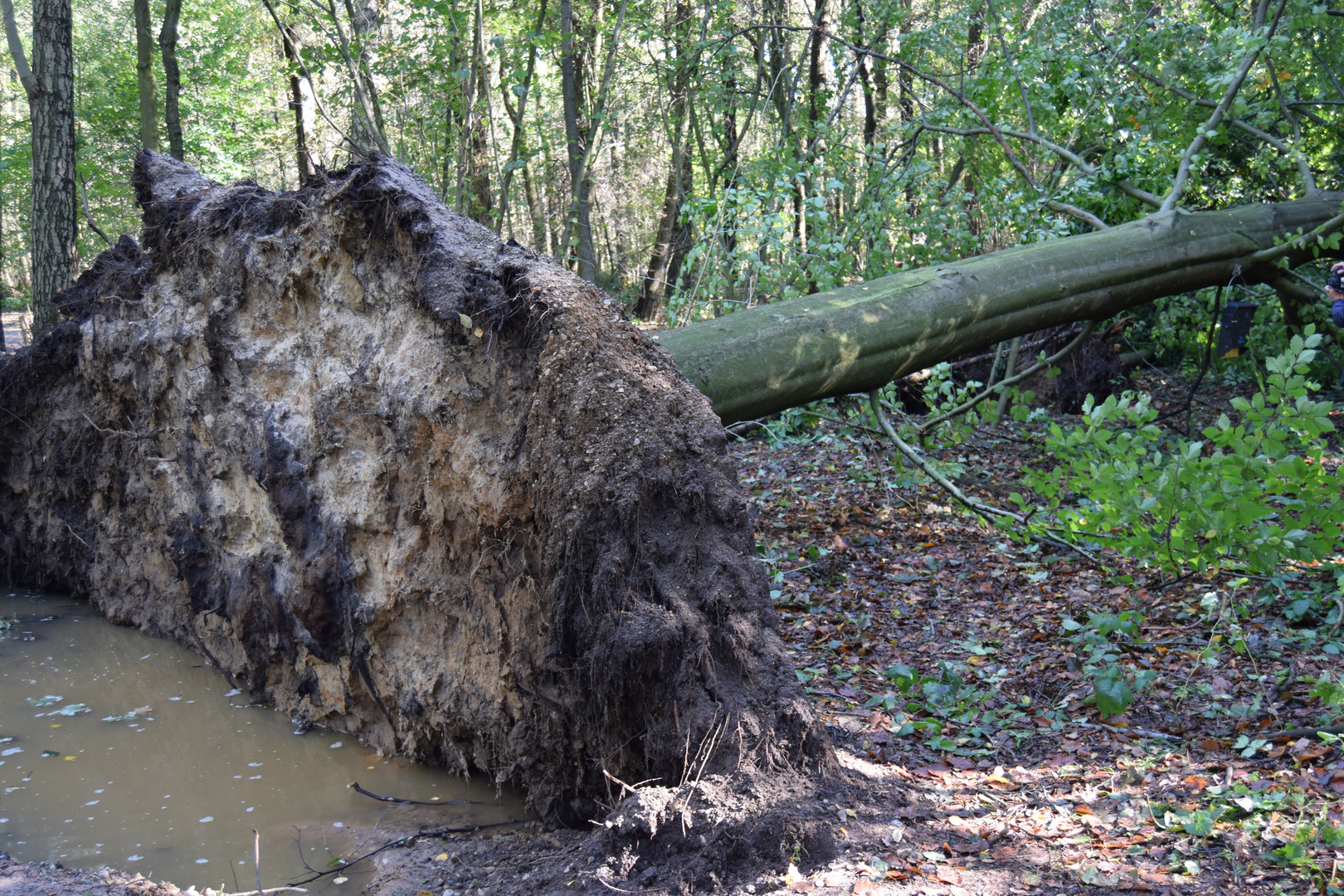 Der Tag nach dem Sturm