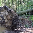 Der Tag nach dem Sturm