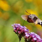 der tagaktive Nachtfalter bei schönstem Sonnenschein