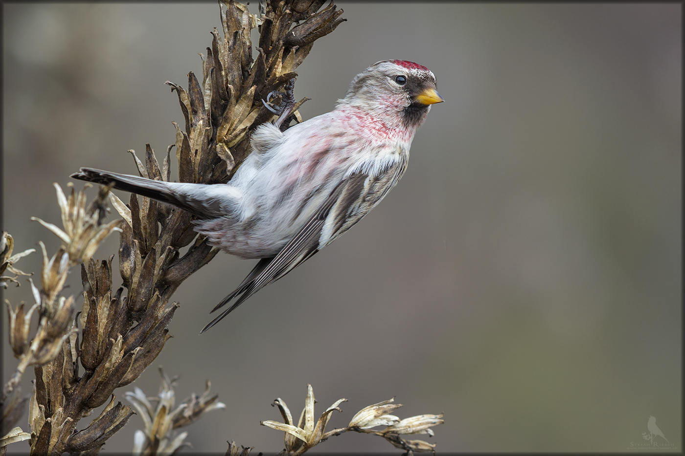 Der Taigabirkenzeisig "Carduelis flammea"