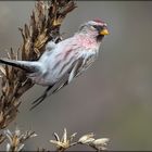 Der Taigabirkenzeisig "Carduelis flammea"