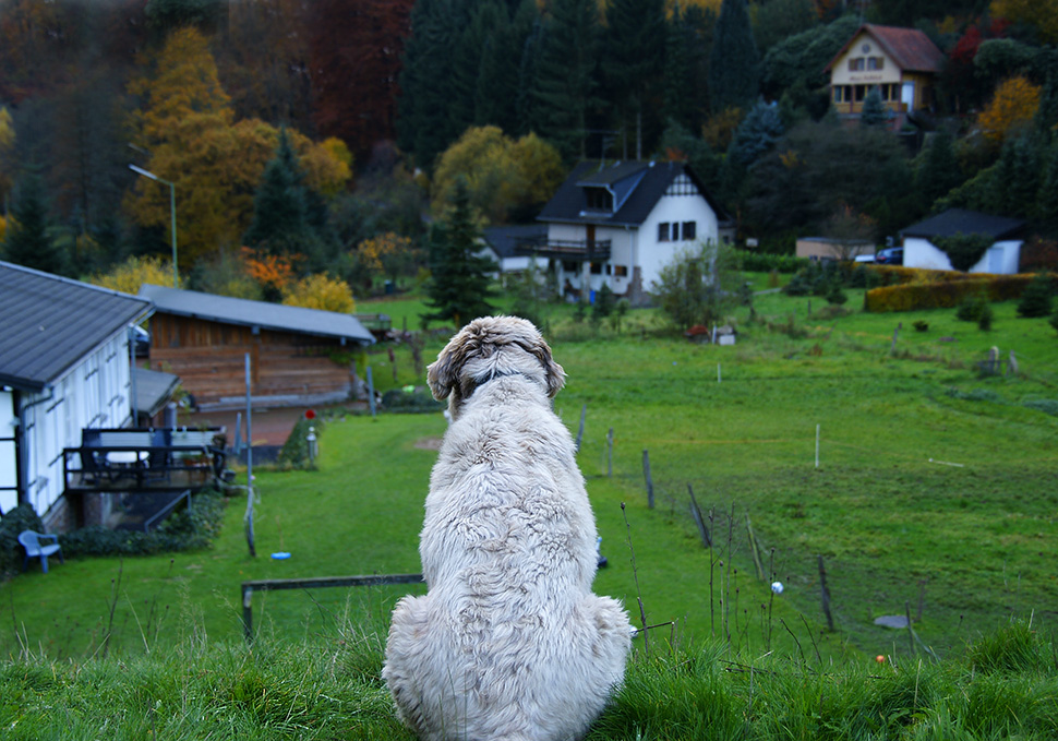 Der Talwächter