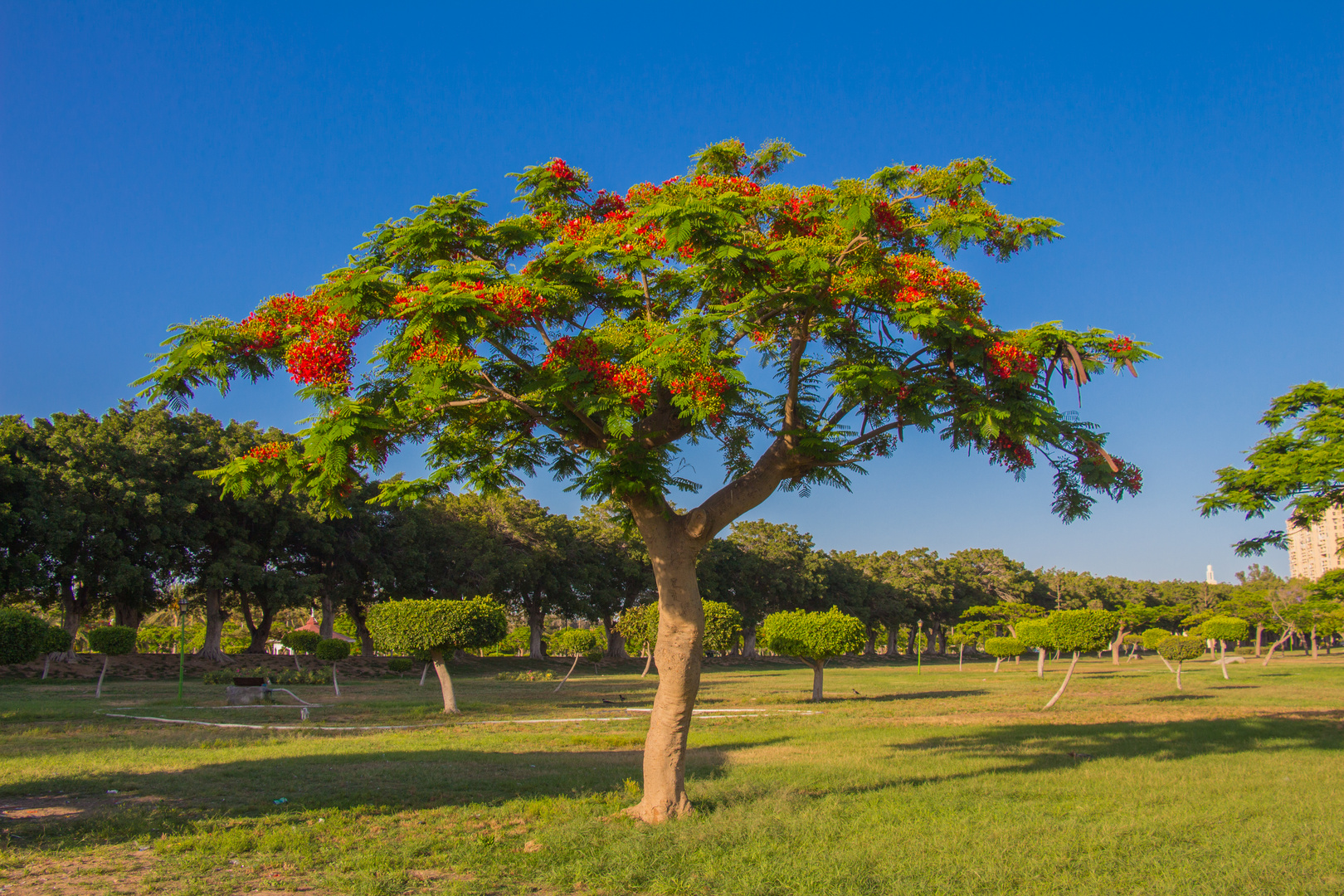 Der Tamarinden Baum