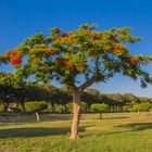 Der Tamarinden Baum