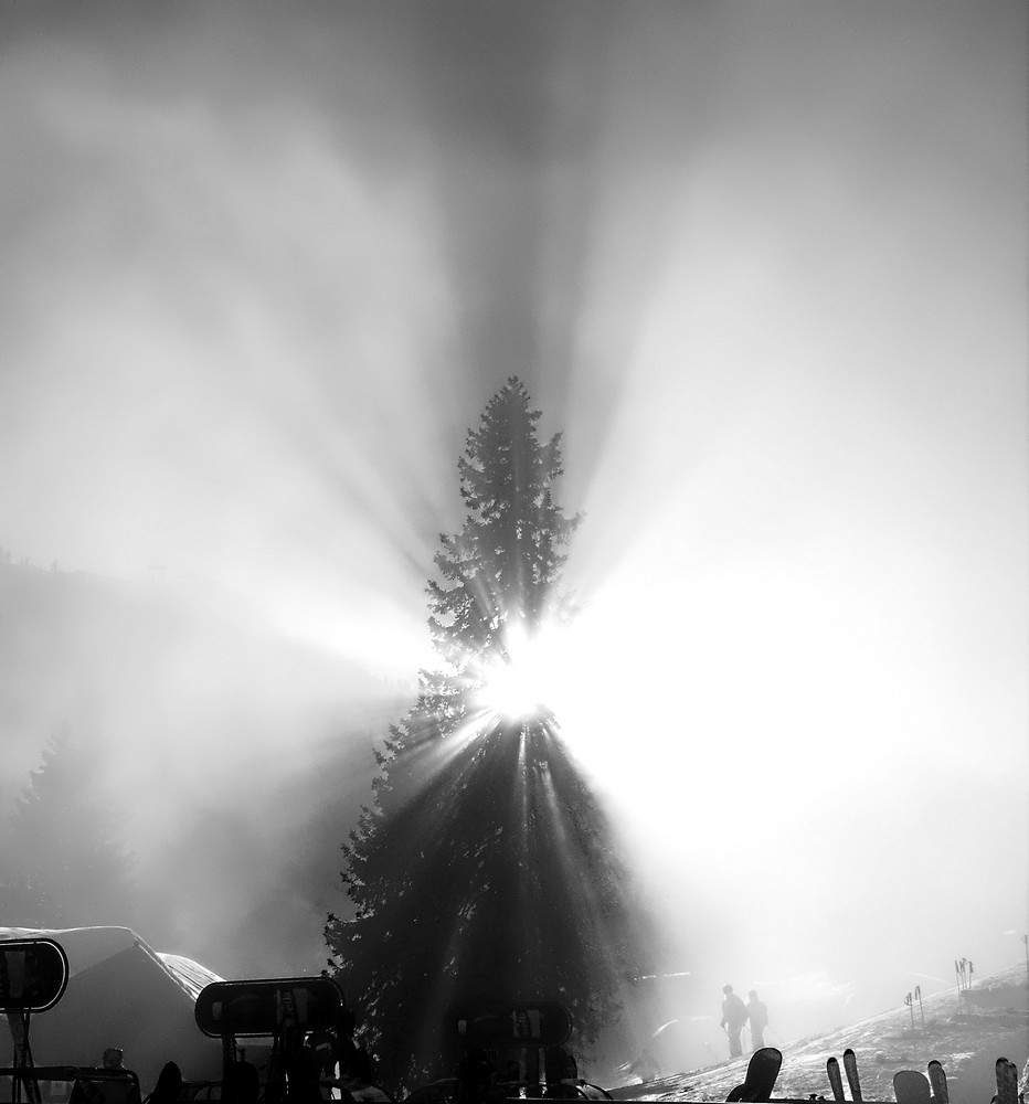 Der Tannenbaum