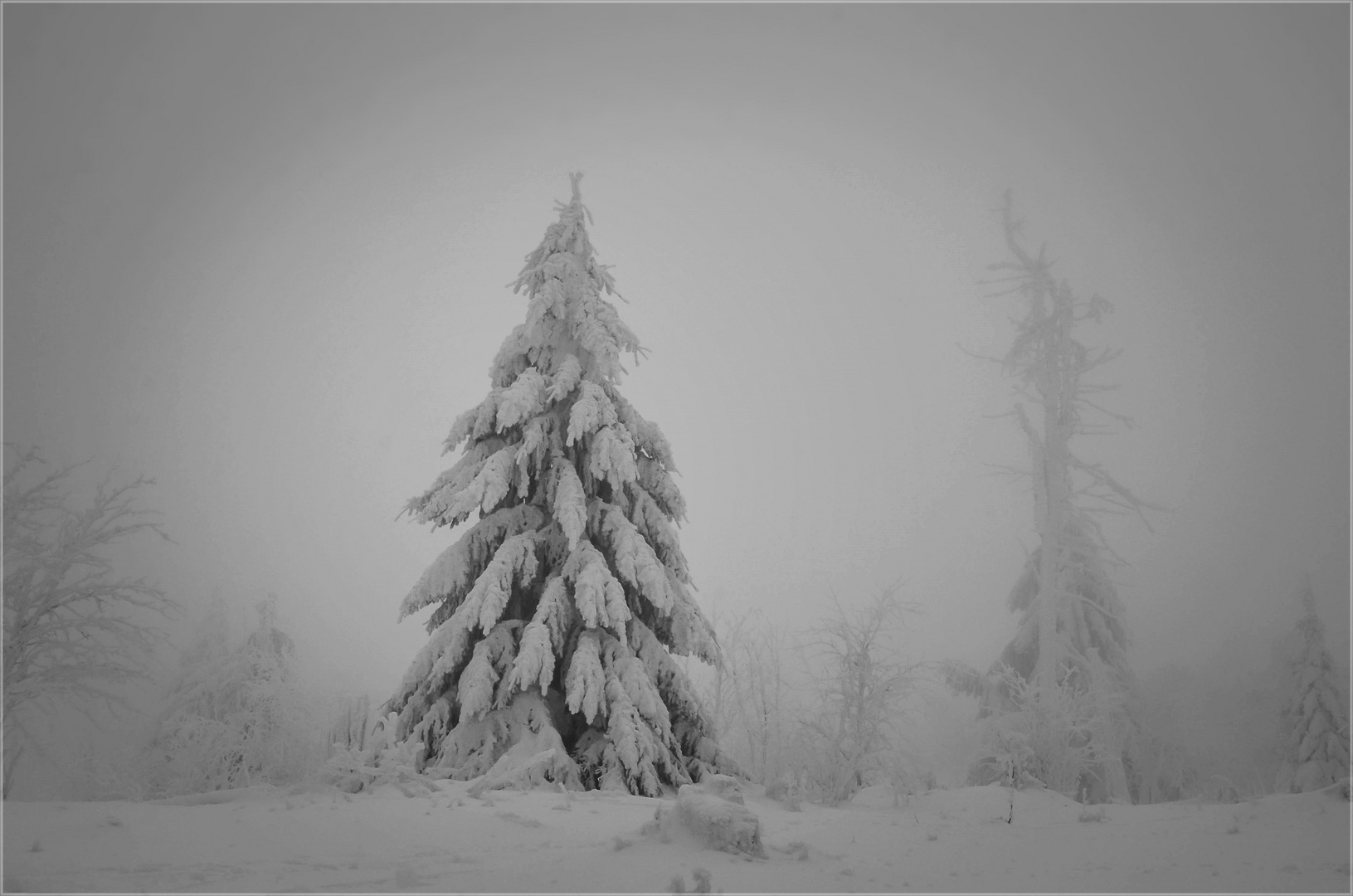 Der Tannenbaum, der überlebt hat!