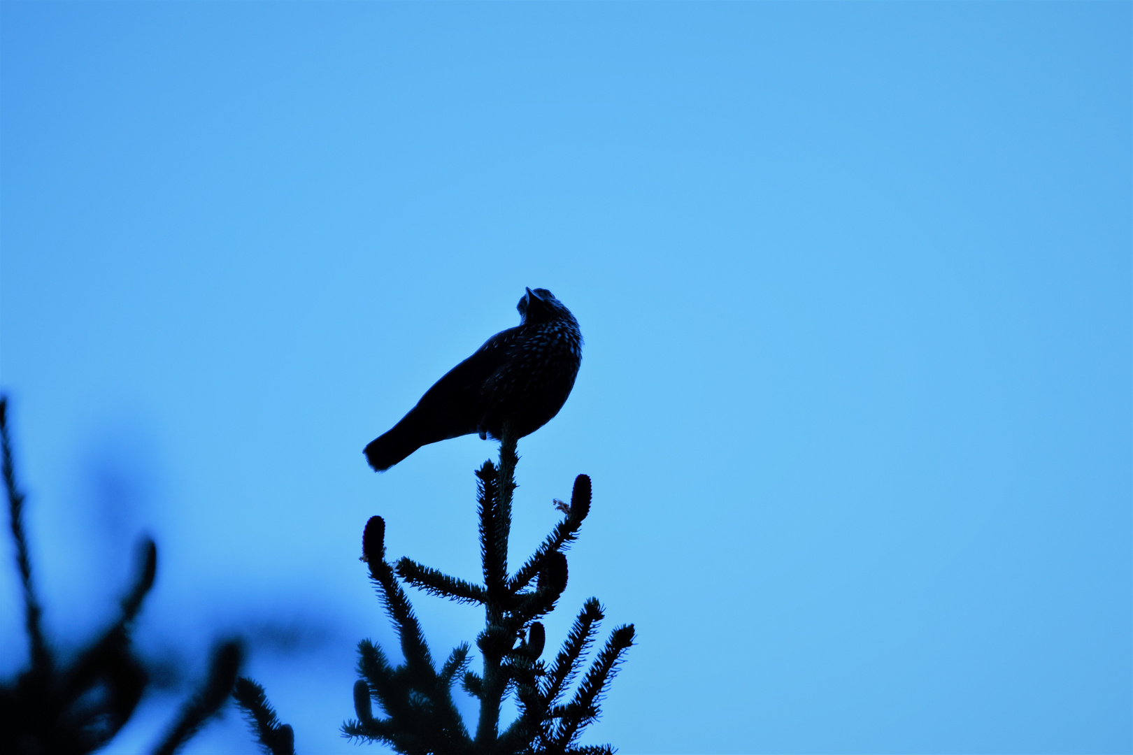 Der Tannenhäher ( Nucifraga caryocatactes) (Corvidae)