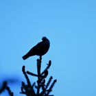 Der Tannenhäher ( Nucifraga caryocatactes) (Corvidae)