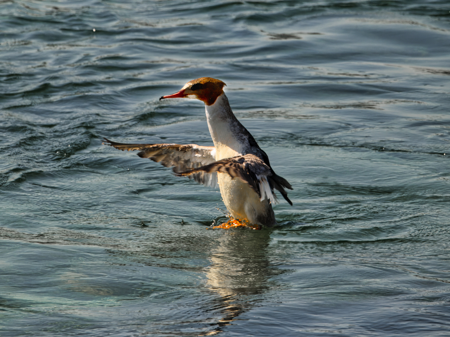 Der Tanz auf dem Wasser