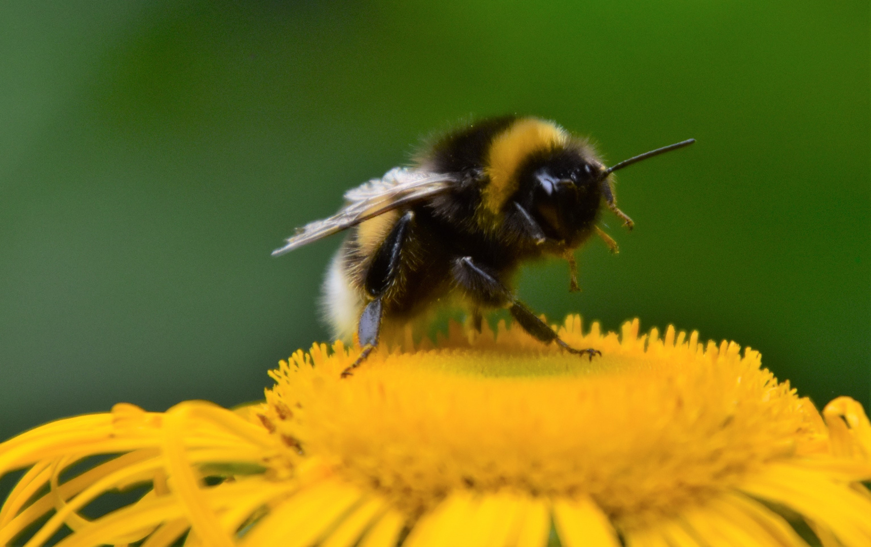 Der Tanz auf der Blüte 