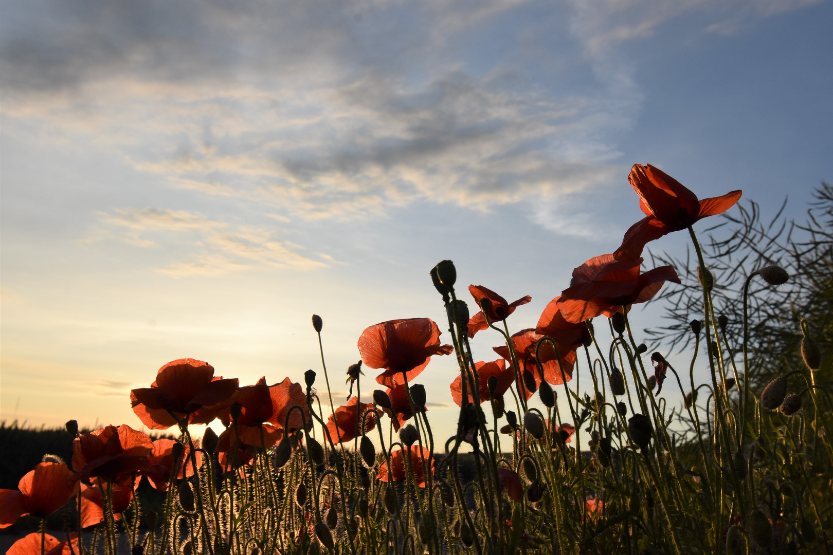 Der Tanz auf der Mohnblume