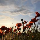 Der Tanz auf der Mohnblume