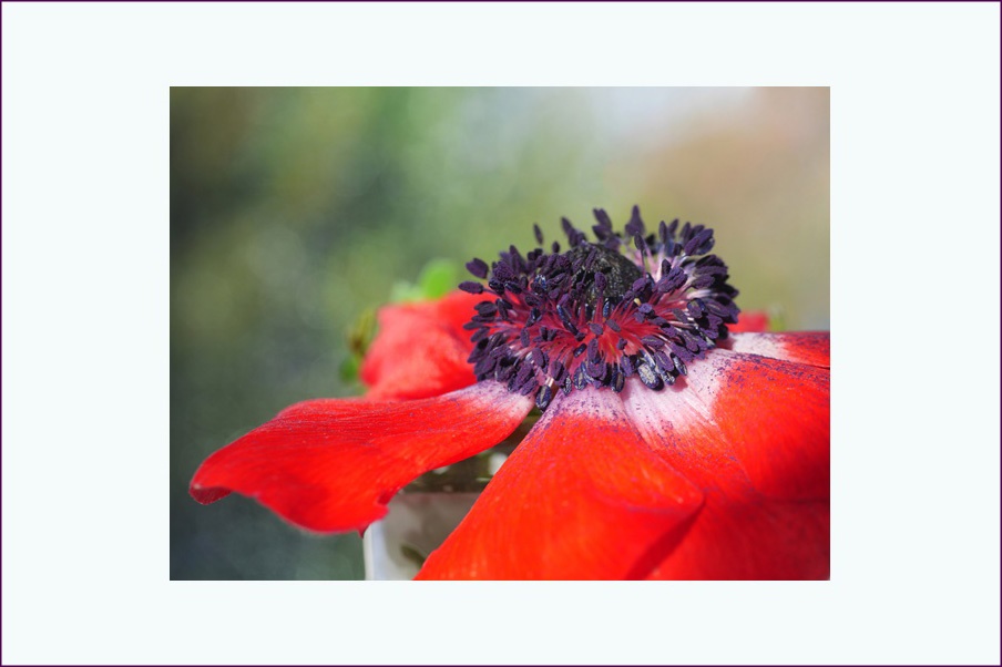 Der Tanz der Anemone