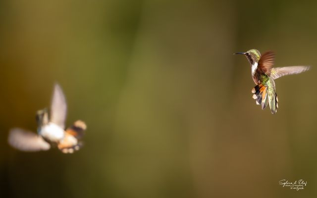 °°_Der Tanz der Elfen_°°