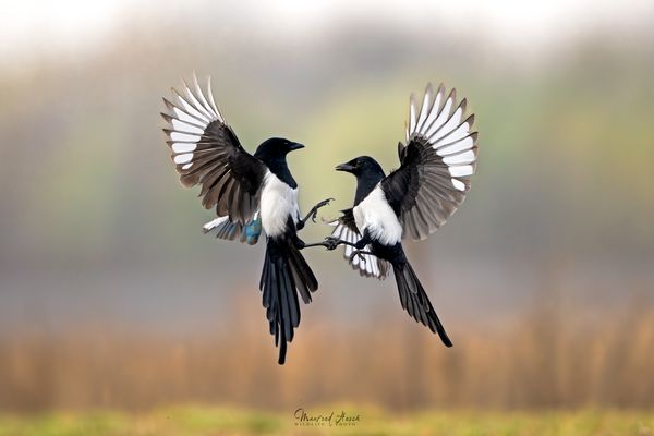 Der Tanz der Elstern