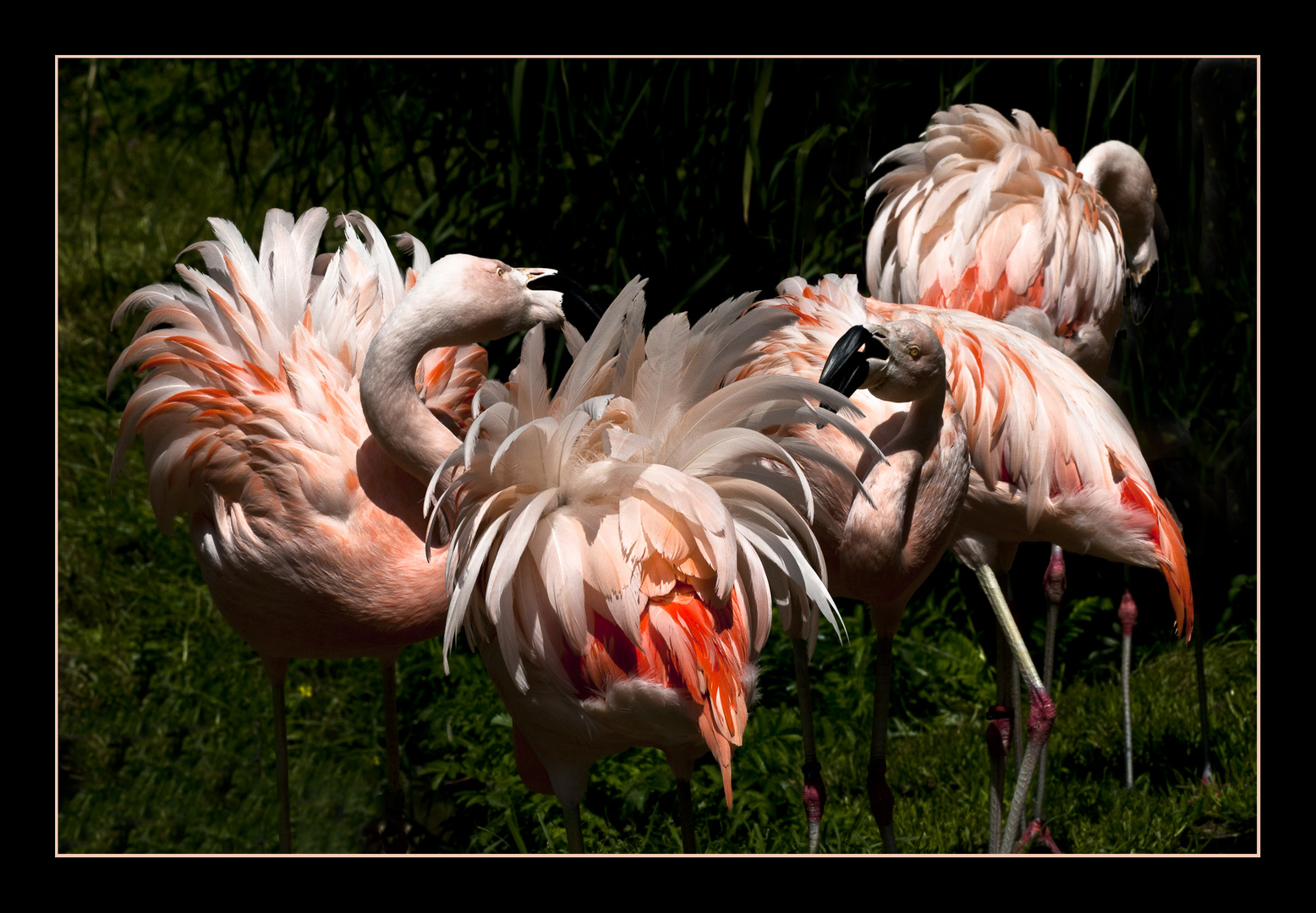 Der Tanz der Flamingos!